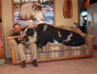 PetPig.jpg