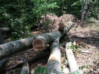 tree down 2.jpg