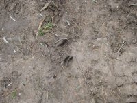 MYSTERY PAW PRINT.jpg