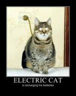 electric_cat1.jpg