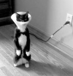 electric_cat3(lamp).jpg