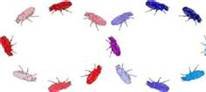 Flies.jpg