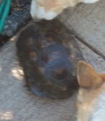 trutle 2.JPG