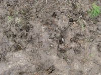 TRAIL PAW PRINTS 013.jpg