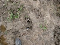 TRAIL PAW PRINTS 012.jpg