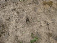 TRAIL PAW PRINTS 005.jpg