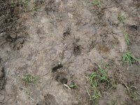 TRAIL PAW PRINTS 004.jpg