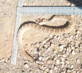 rattler 1.JPG