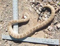 rattler 2.JPG