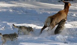 wolf-kill-elk.jpg