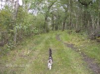 wild cat 1.JPG wild cat 1.JPG