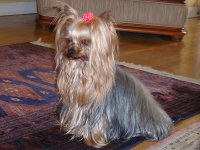 Yorkshire terrier.jpg