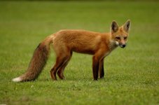 red_fox_2_3039x2014.jpg