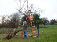Cutting Wood - 11-10-12 16.jpg