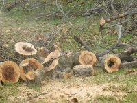 Cutting Wood - 11-10-12 25.jpg