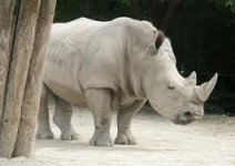 rhino.jpg