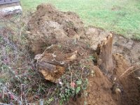 stump large- 002.jpg