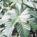 418676-CastorBean.jpg