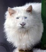 591630-Lion cat.jpg
