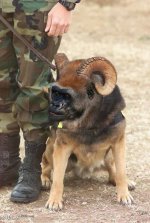 591631-guard dog.jpg