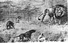 419166-hunt[1].gif