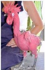 419493-chicken.jpg