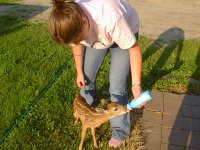 464380-fawn1.JPG