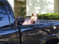 420440-puppies in truck2.jpg