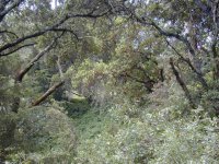 465432-RavineDSCN4677r.JPG