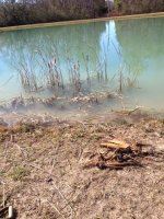 cattails.jpg