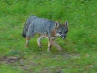 P1360248rCoyoteOrFox.JPG