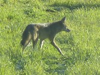 P1700403rCoyote4.JPG