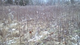 2013-01-15_16-37-33_87.jpg 2013-01-15_16-37-33_87.jpg