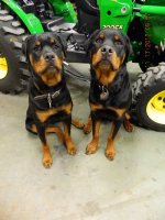 NEW ROTTIE 121.JPG