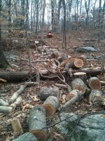 Firewood Cutting 11-2012 009.jpg