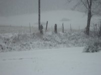 DSC00350.jpg
