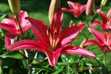 sheri's flowers 2009 005.jpg