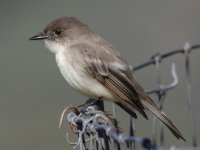 eastern_phoebe_stephen_ramirez.jpg