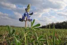 bluebonnet  2013 lg.jpg