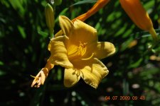 sheri's flowers 2009 007.jpg
