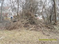 8x6-brushpile2.JPG 8x6-brushpile2.JPG
