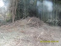 8x6-brushpile1.JPG