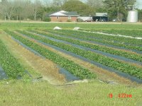 strawberry patch.jpg strawberry patch.jpg
