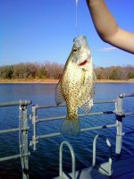 Crappie.jpg