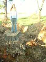 stump 008.jpg