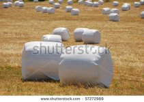 stock-photo-marshmallow-fields-large-round-bales-of-hay-wrapped-in-plastic-for-protection-during.jpg
