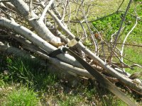 DSCN1547.jpg