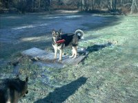 553550-snickers.JPG