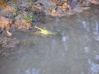 510447-frogeatfrog3.jpg