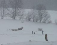 375690-Amish.JPG